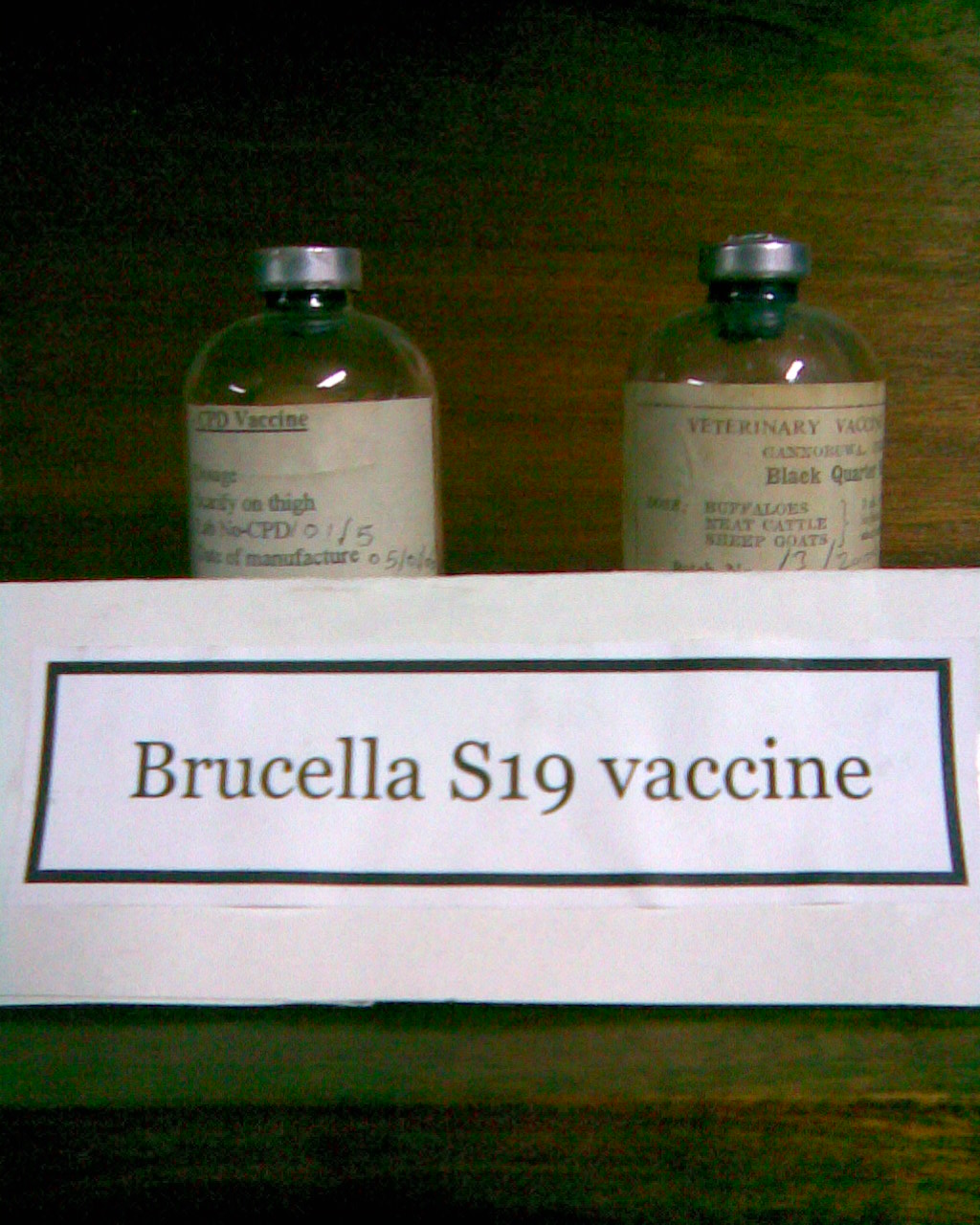 Brucella